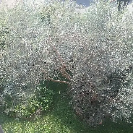 Tania לינה וארוחת בוקר Muggiò